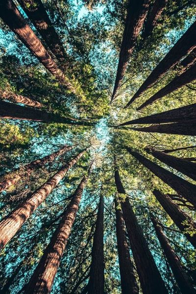 Beskæringer af træer – Hvordan det gavner dit træ og din have