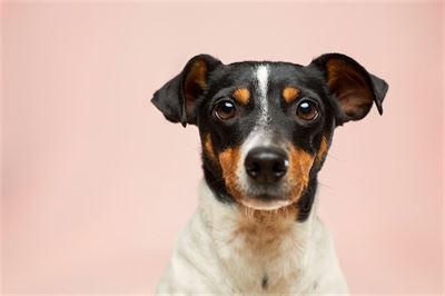 Hundetræning København – Sådan træner du din hund på en positiv måde