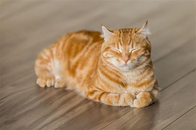 Tegn på ormeangreb hos katte – hvornår skal man overveje ormekur?