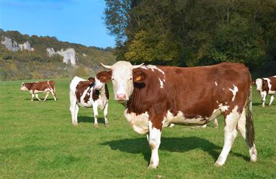 Are you into cattle breeding? Then this article is for you!