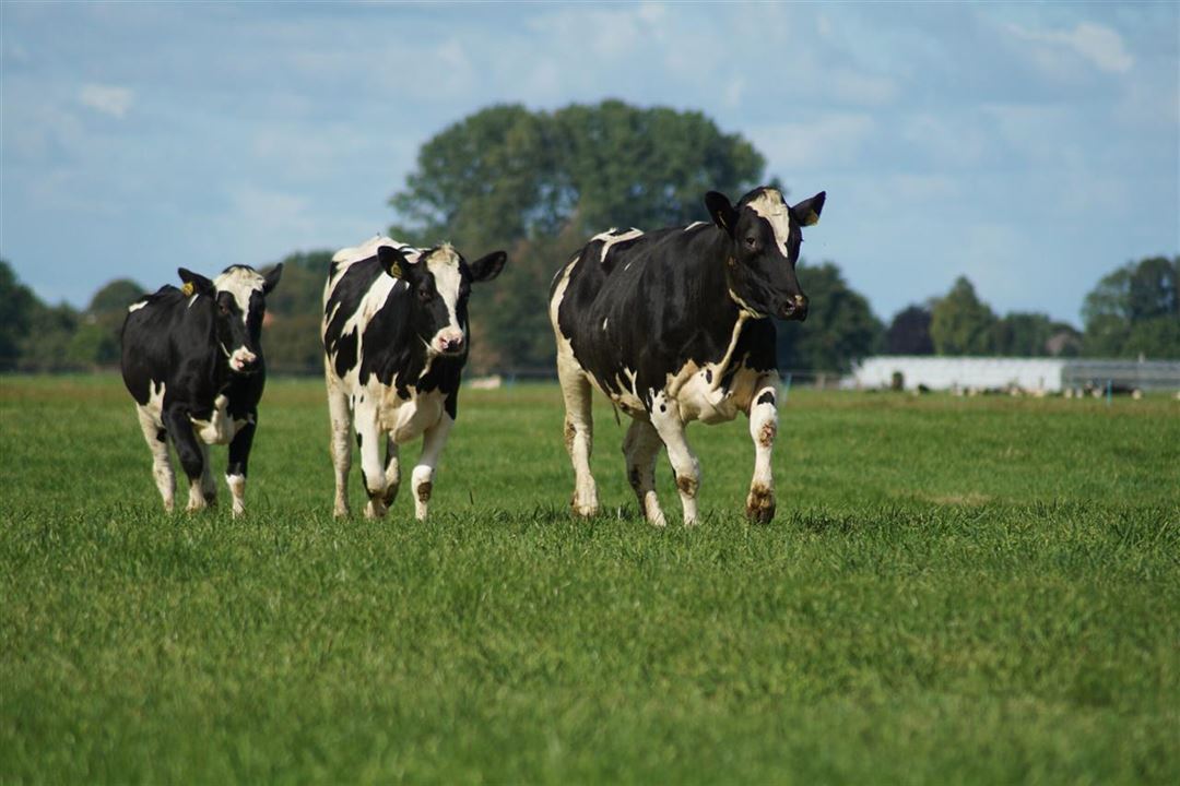 Why should I choose Holstein cows for reproduction?