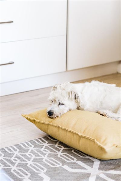 Hundepuder – giv din hund den bedste komfort