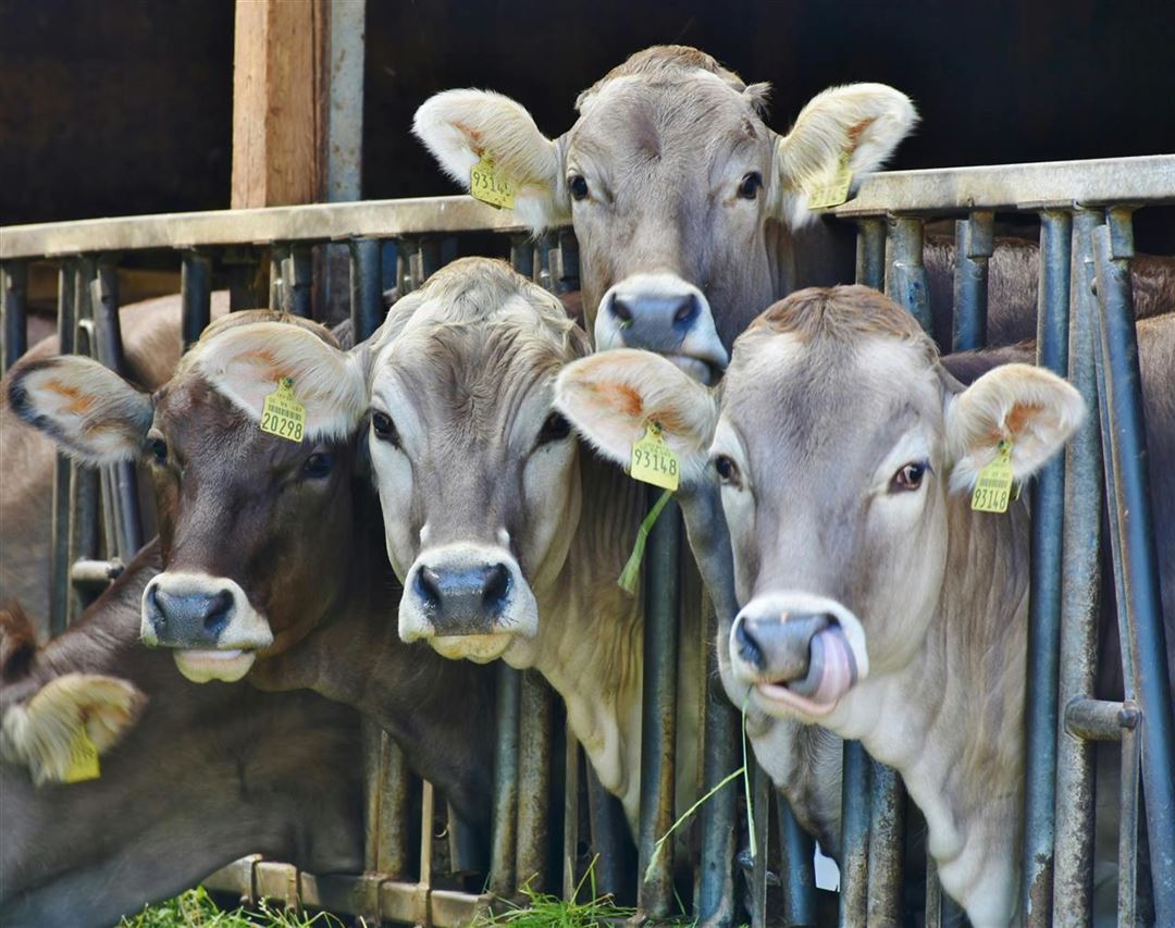Drikkekopper til kvæg: sundhed og trivsel for dine dyr