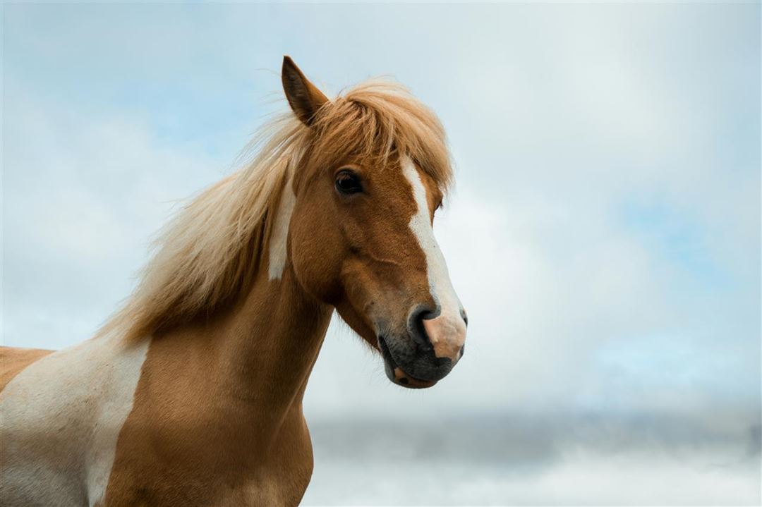 Mineralfoder för hästar – En essentiell komponent i din hästs hälsa