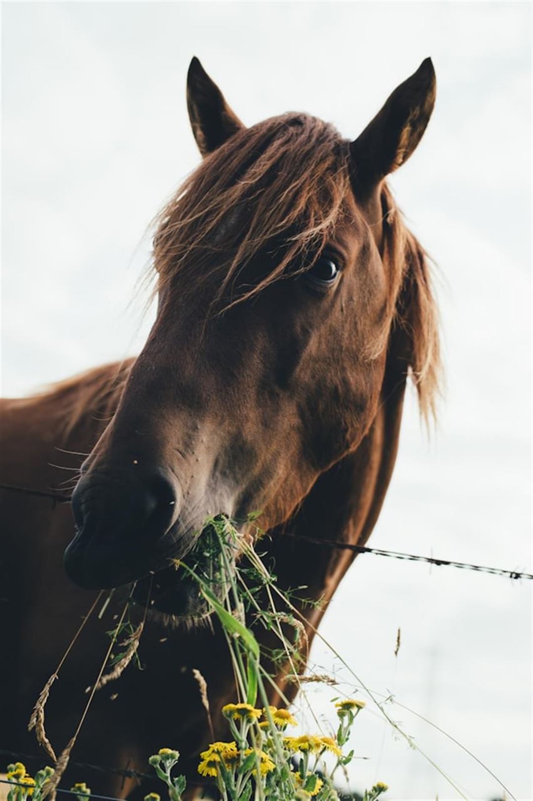 Only good horse: den ultimative støtte til din hests velvære