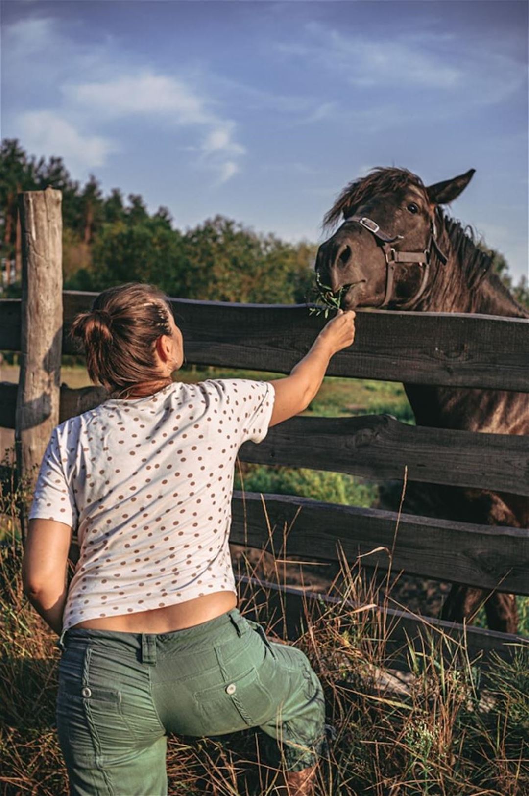 St. hippolyts linfröolja häst – en kraftkälla för hästens välbefinnande
