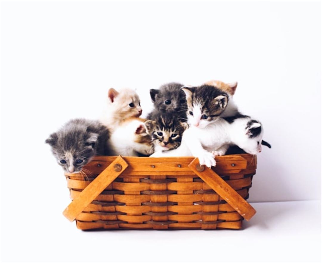 Tilskud til katte: Din ultimative guide