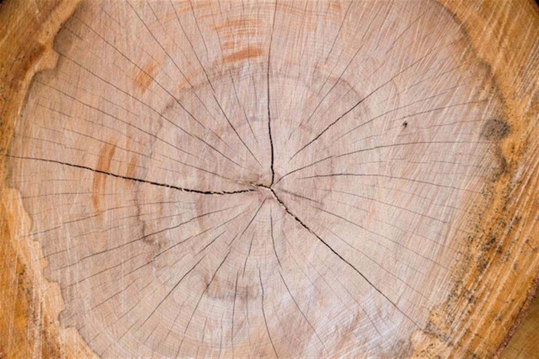 Træfældning - en guide til sikker og effektiv fjernelse af træer