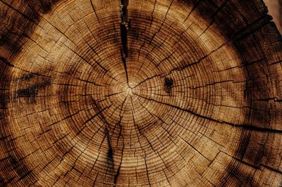 Træfældning – Nødvendigheden af en professionel til træfældning