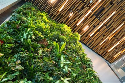 Skab en grøn oase: Indendørs plantevægge til kontoret