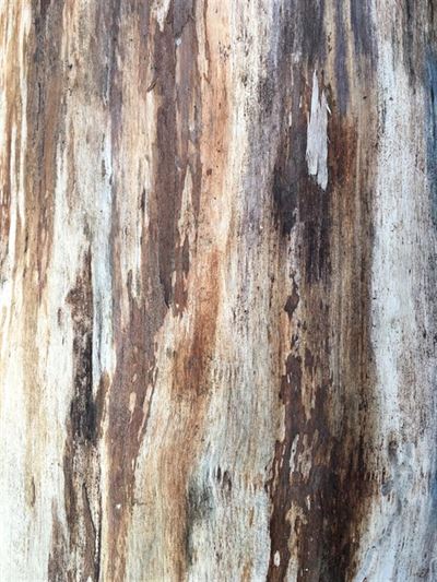 Morsø Trætjære: Den Ultimative Guide til Træbeskyttelse