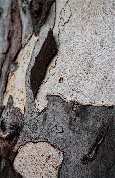 Trætjære: Den gamle kunst at bevare træets liv