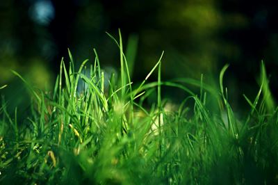 Grønne drømme: Såning af græs til en frodig have