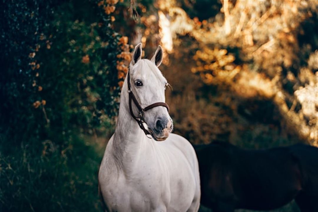 Dietiskt tillskottsfoder för hästar som hjälp vid fysisk belastning och återhämtning