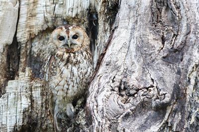 Naturbutikken er din portal til naturen