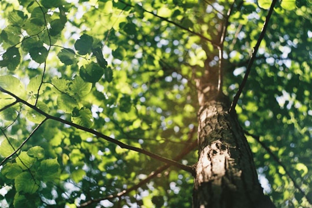 Træfældning snekkersten: en guide til sikker og effektiv træfældning