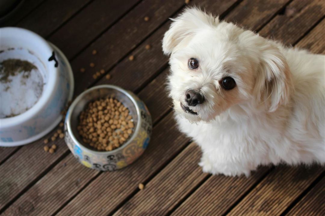 Hundefoder fra Fodergrossisten