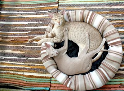 Oplev den bedste komfort med kattesenge og kattehuler fra Catshop