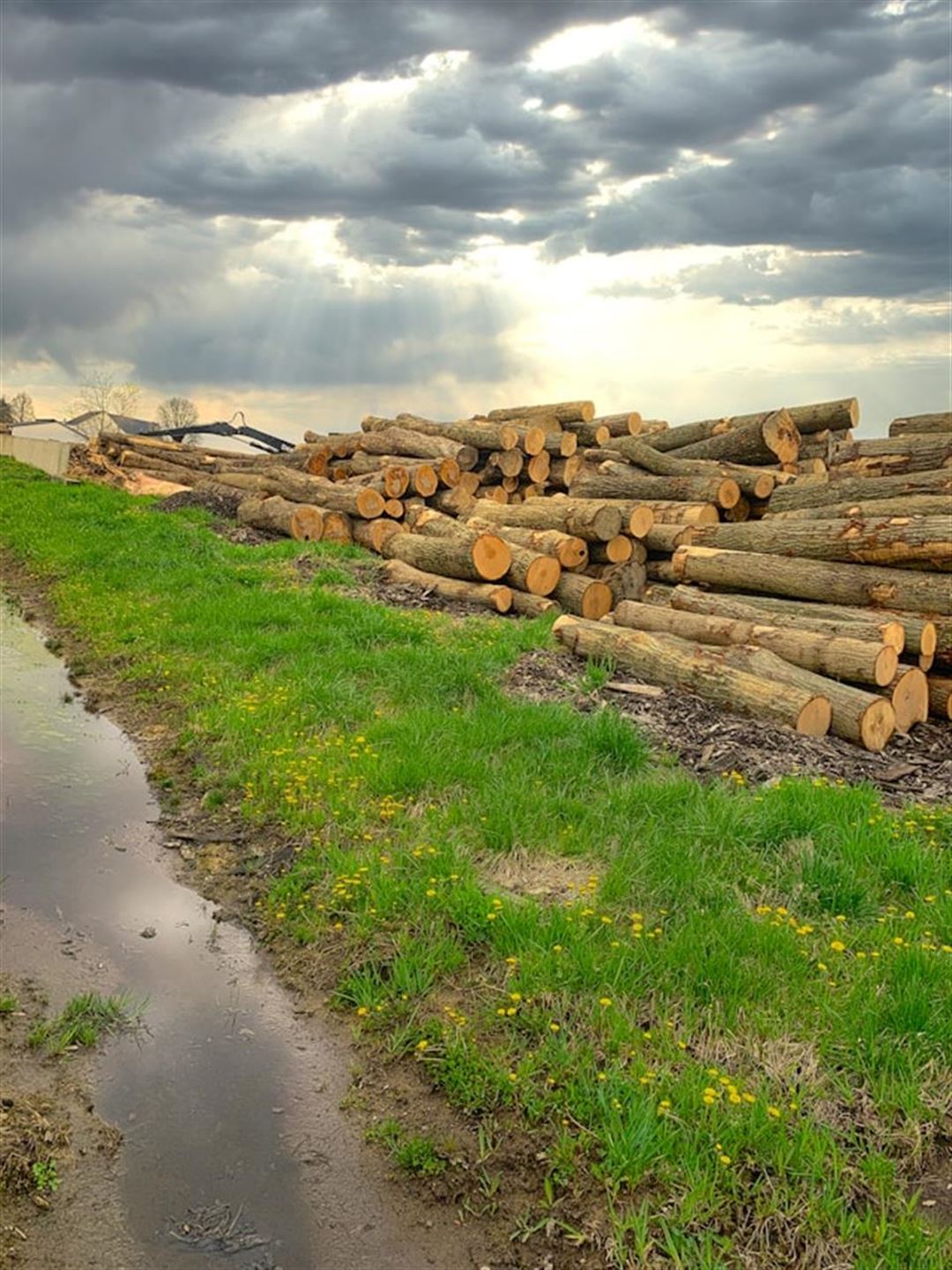 Den ultimative guide til træfældning i Nordsjælland