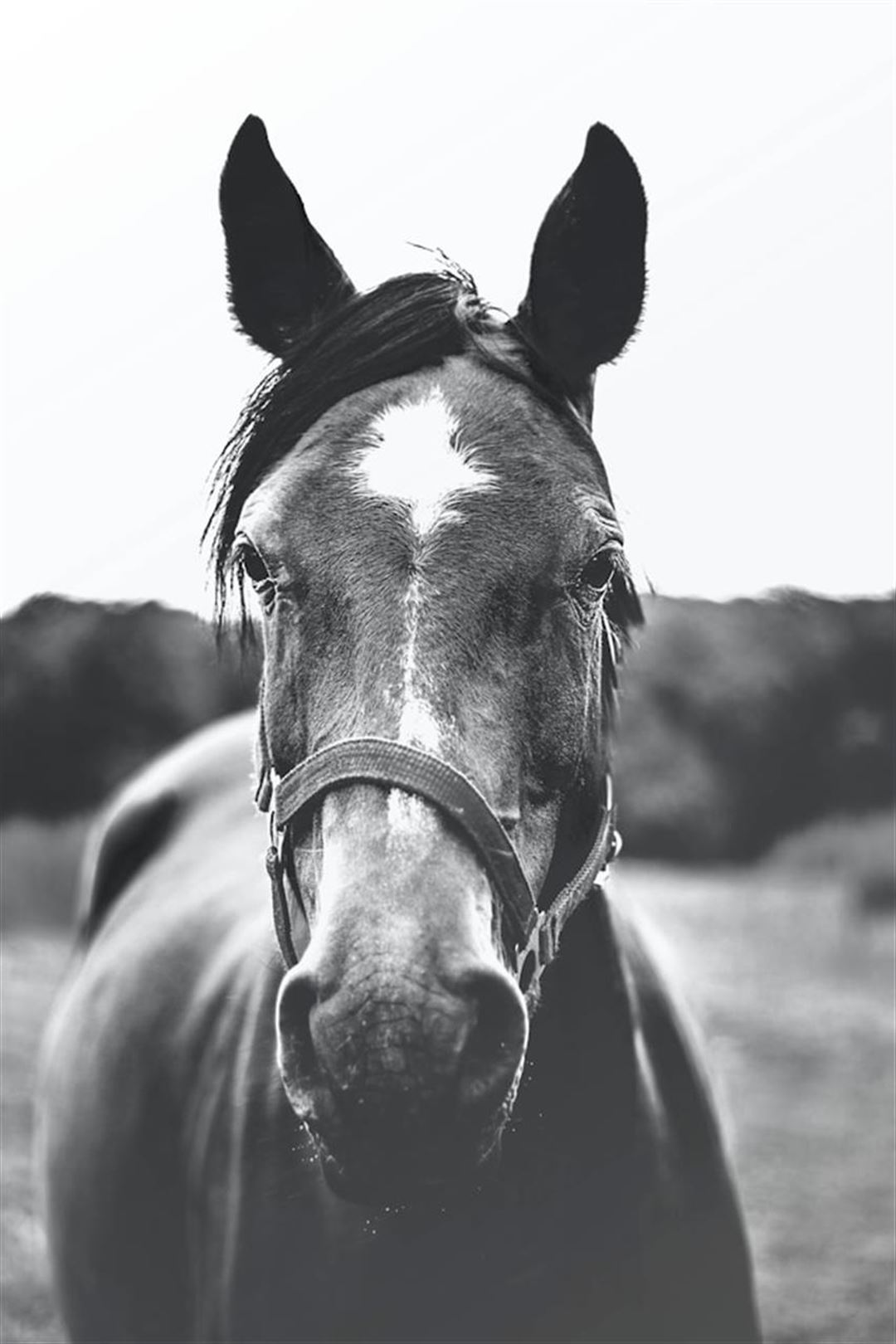 Muk hest: Årsager, forebyggelse og behandling