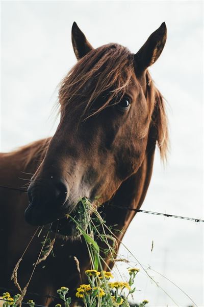 Muk hos heste: Årsager, behandling og forebyggelse