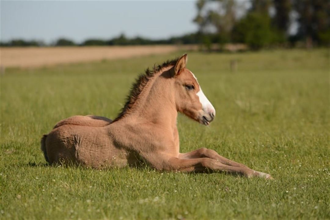 Opdag hemmeligheden bag sundere heste med only good horse