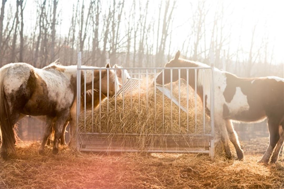 Hestefoder: En guide til sund ernæring for heste