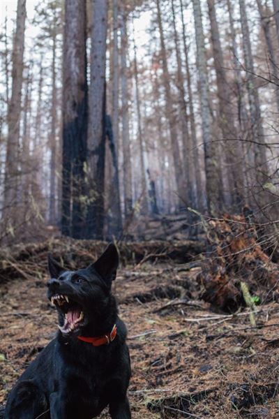 Hundebid erstatning: Hvad du skal vide