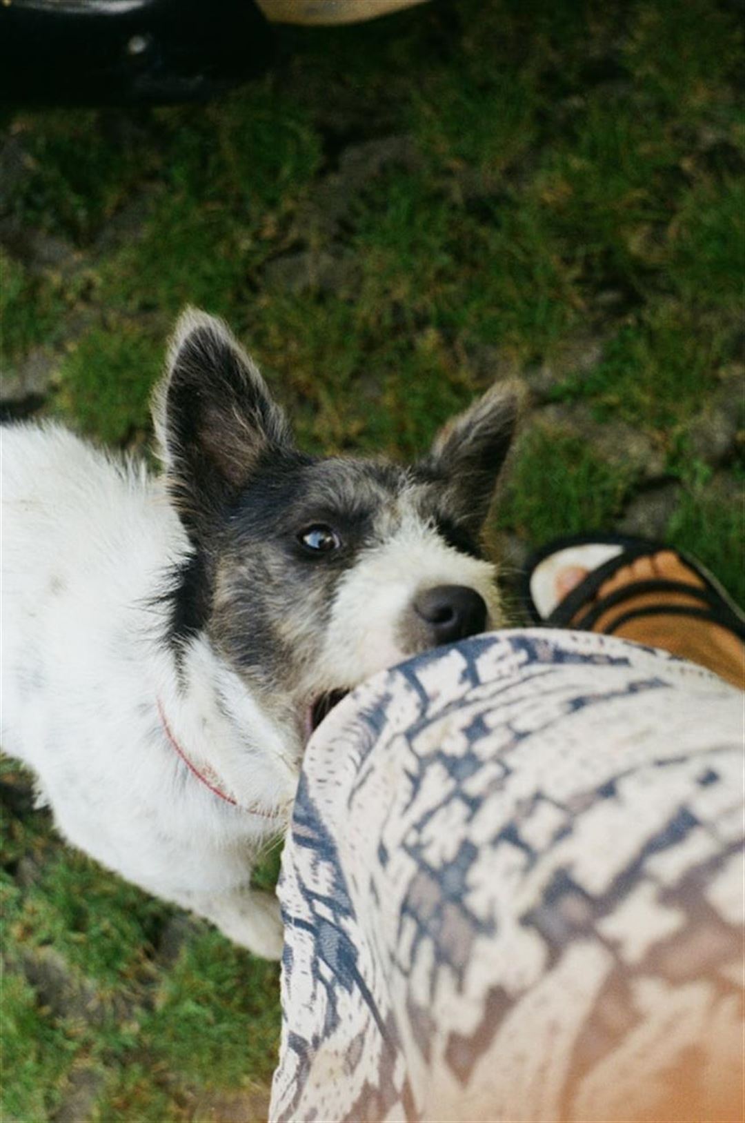 Juristas: Rådgivning i hundebid erstatning