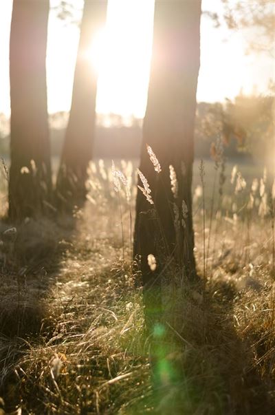 Oplev fordelene ved lys terapi lampe