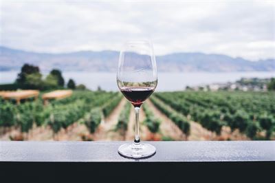 Zinfandel - en fortryllende vinoplevelse