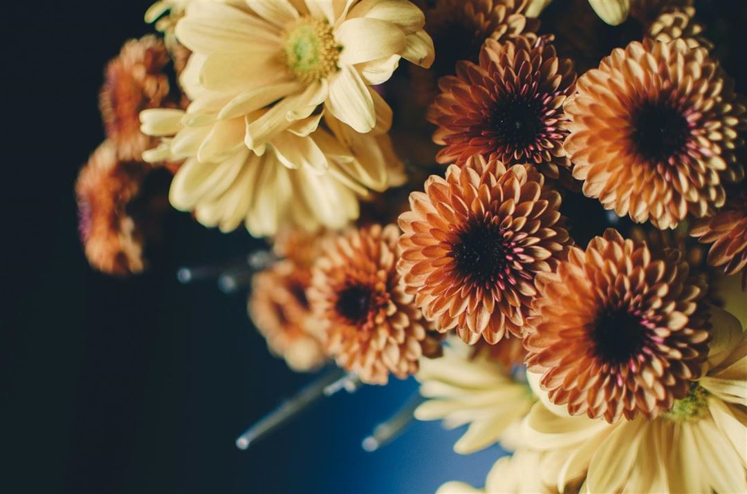 Blomster - den ultimative guide til skønhed og betydning