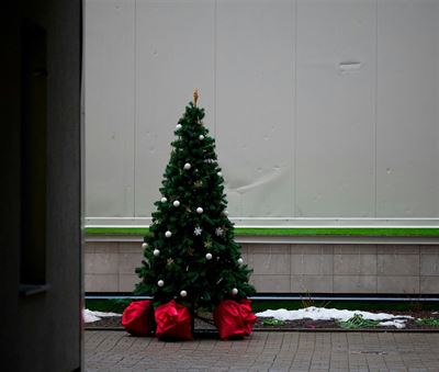Juletræer engros fyn - find det perfekte træ til din forretning