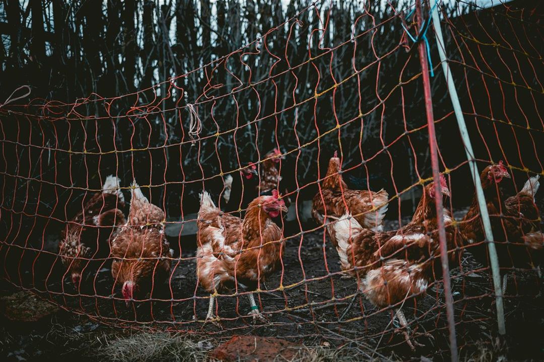 Hønsenet - en guide til anvendelse og fordele