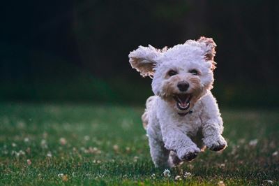Find hundefoder til alle typer af hunde hos Dyrlægens Gård