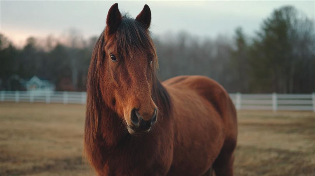 Magnesium til heste - vigtigheden af korrekt tilskud