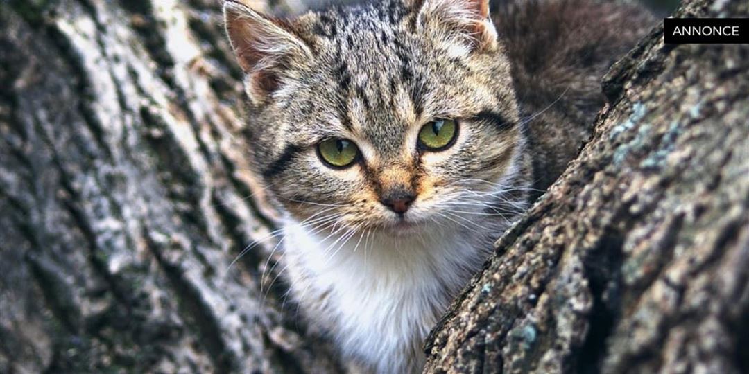 Klösträd till katten: Prisvärda alternativ för alla hem