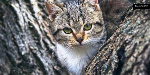 Klösträd till katten: Prisvärda alternativ för alla hem