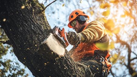 Træfældning - en grundig guide til sikker og effektiv træfældning